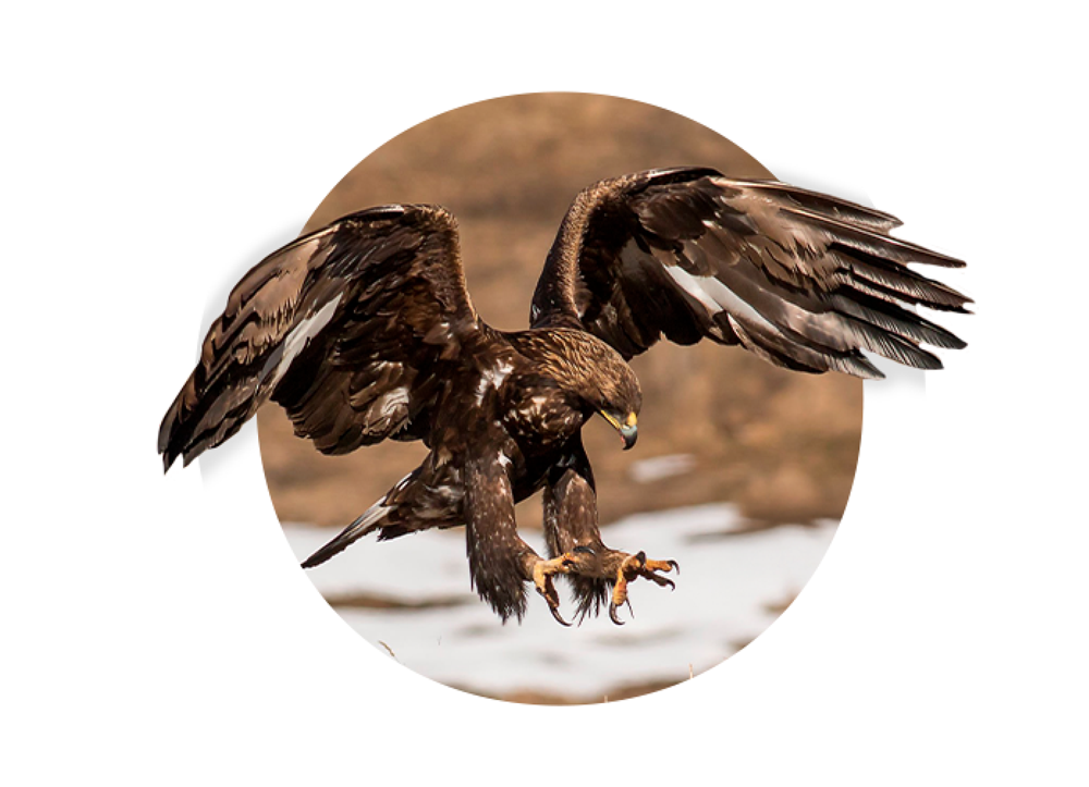 Águila real