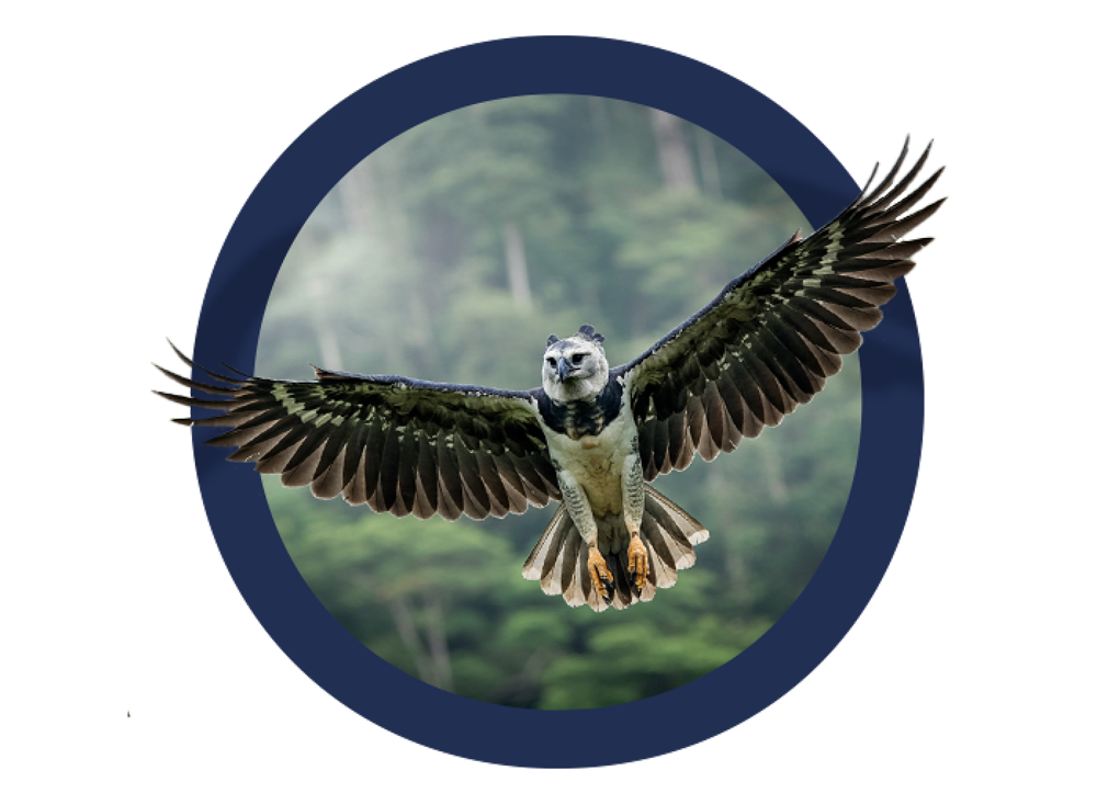 Águila Arpia