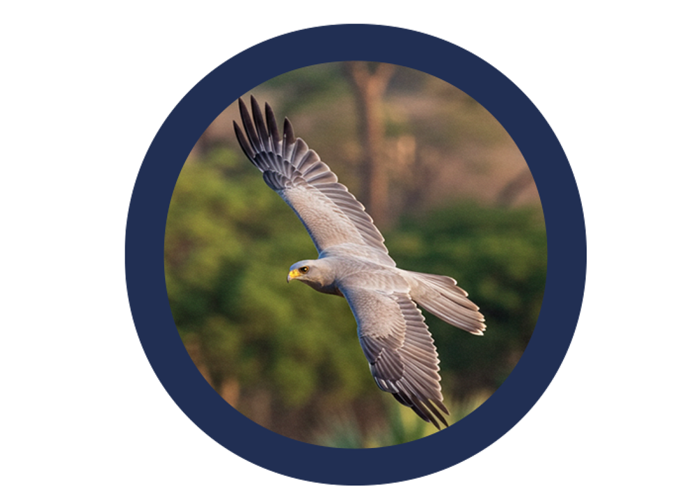 Águila de Cuaresma