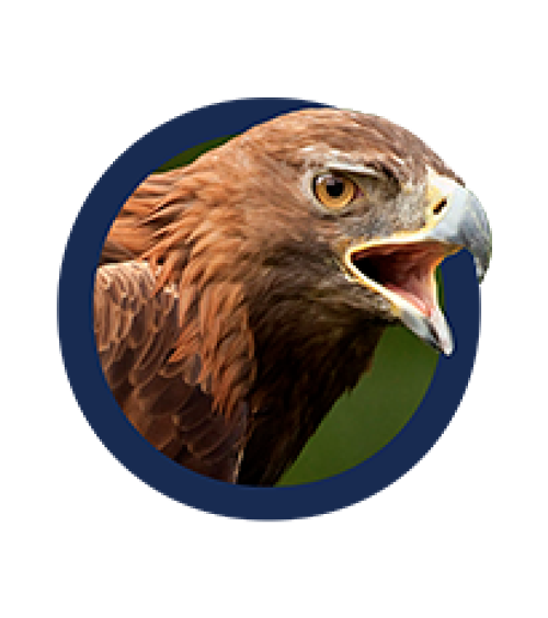 Águila real