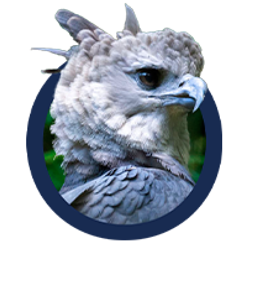 Águila real