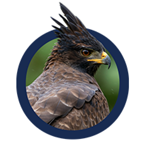 Águila real