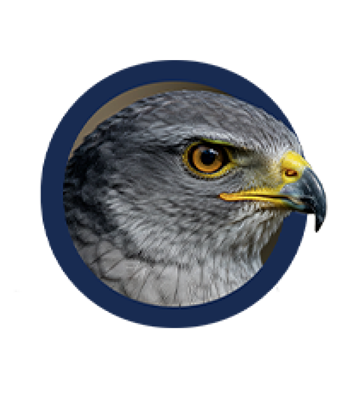 Águila real
